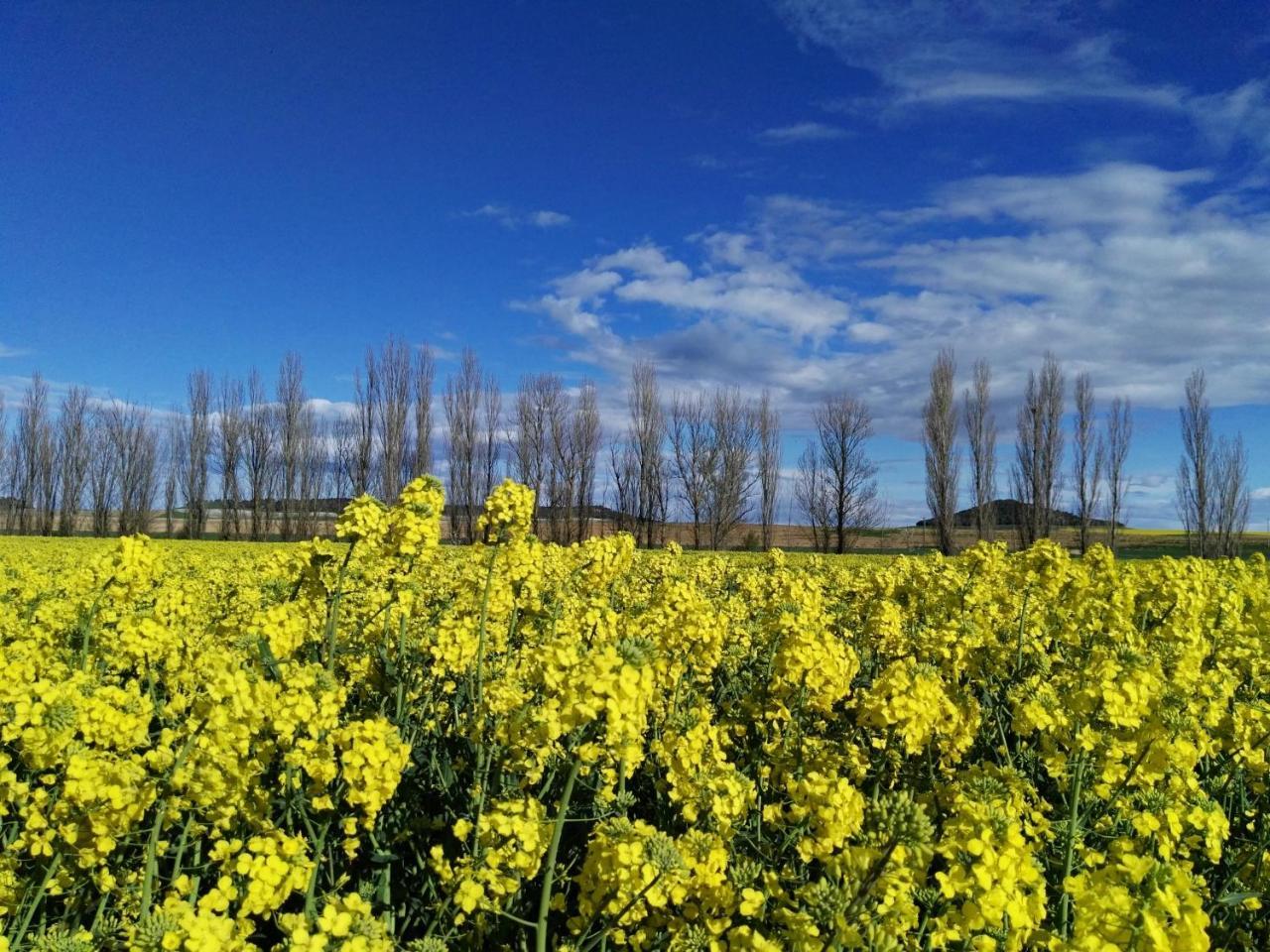 La Aldea Colorada Casa Rural Mota del Marques ภายนอก รูปภาพ